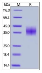 Rabbit PD-L1, His Tag on SDS-PAGE under reducing (R) condition. The gel was stained overnight with Coomassie Blue. The purity of the protein is greater than 90%.